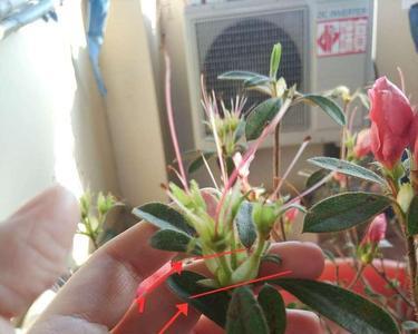 花托怎么剪