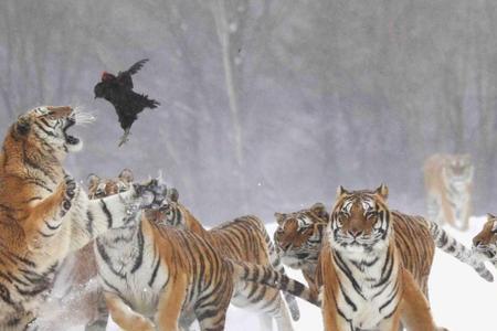 前怕虎后怕狼诗词