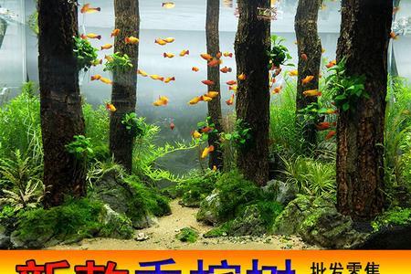 鱼缸里沉木怎么长绿苔
