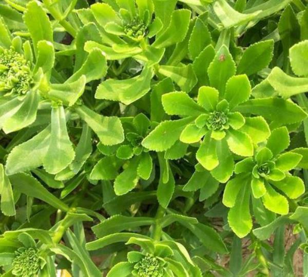 养心菜种在阴处行吗
