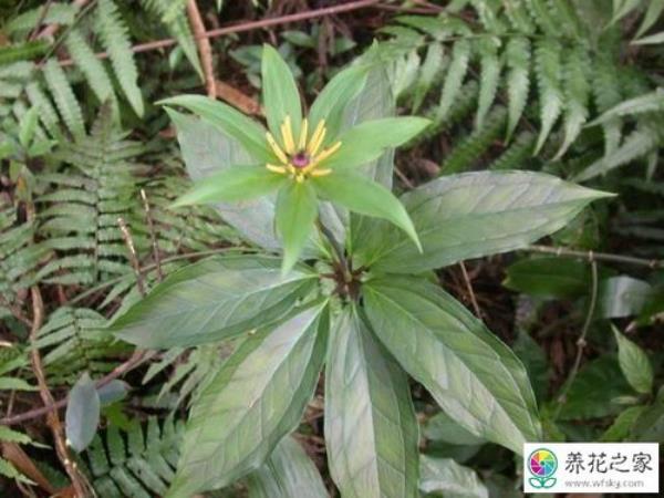 7叶一枝花什么季节开花