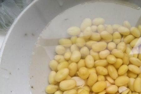 黄豆炒了可以做豆浆吗