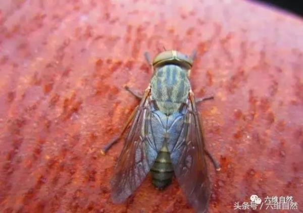 苍蝇为什么喜欢在伤口上舔血
