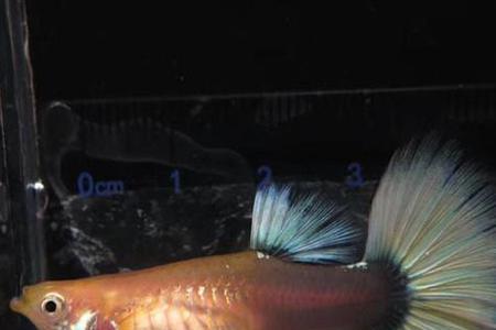 孔雀鱼公母合缸最佳时间