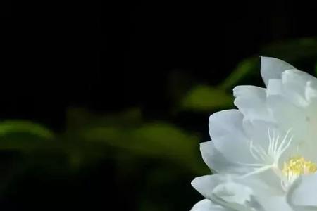 昙花一现，只为韦陀出自哪里