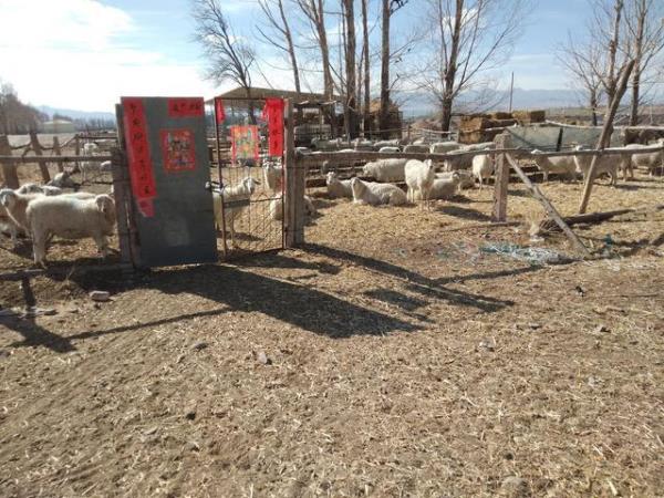 养羊1000支场地建筑投入需多少资金