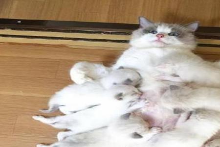 公狗会不会让母猫怀孕
