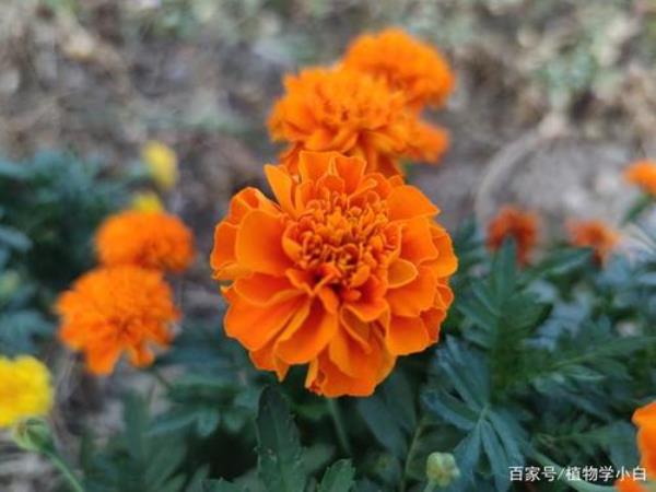 万寿菊可以种在大门口吗