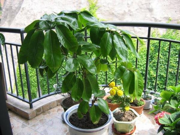 种植物是什么意思
