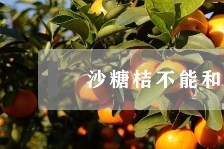 狗能吃沙糖桔吗