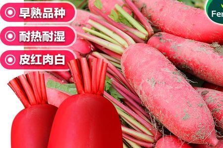 红皮萝卜籽一亩地需要多少克