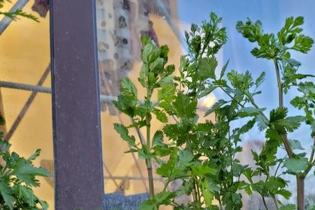 香菜树和臭椿树的故事