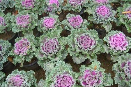 羽衣甘蓝种植时间和方法