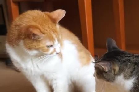 两只公猫为什么会打架