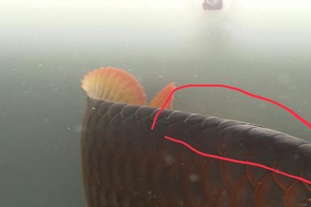 龙鱼多久换水