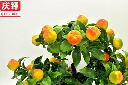 10种小型水果盆栽