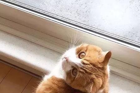 为什么橘猫特别爱叫