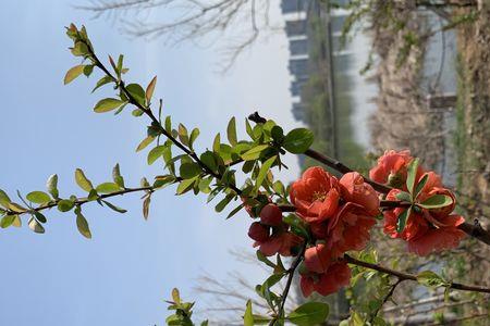 春天里的百花开歌名
