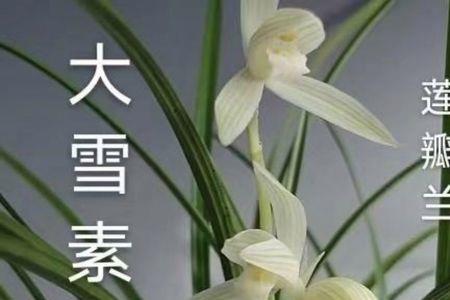 太白素和小雪素哪个好