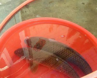 野钓红虫活体钓鲤鱼效果怎样