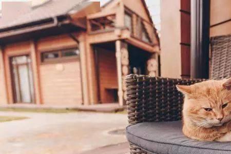 屋里没有阳光适合养猫吗