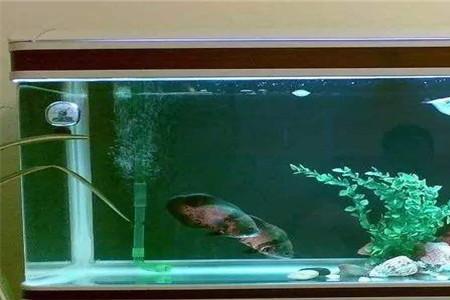 鱼缸氧气关了鱼怎么不动