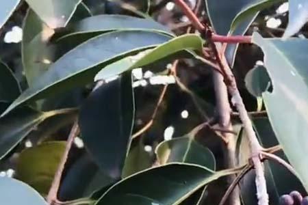 冬青里面的蜂是什么品种