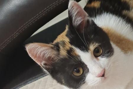 猫能吃香梨吗