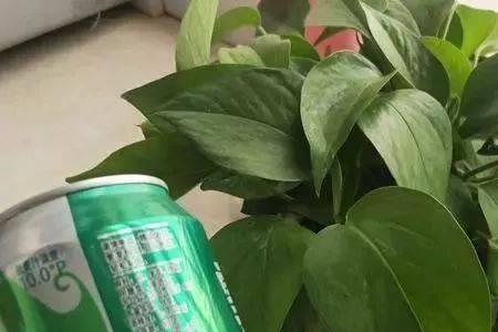 我用啤酒浇花了臭咋办