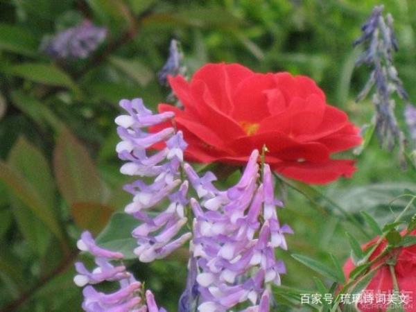 万紫千红斗芳菲哪首诗