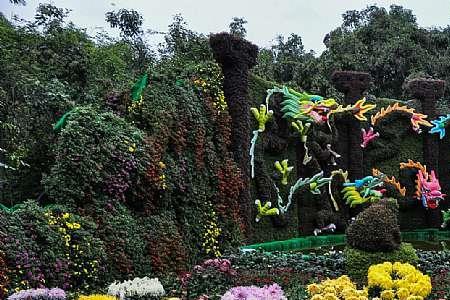 2022绵阳菊花展什么时间开