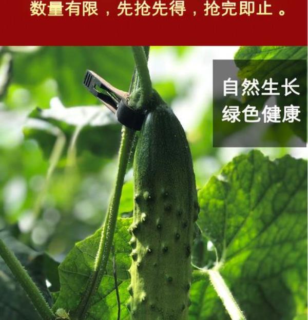 东北秋黄瓜的种植时间