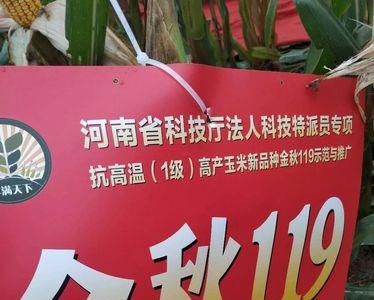 隆禧119玉米种的介绍