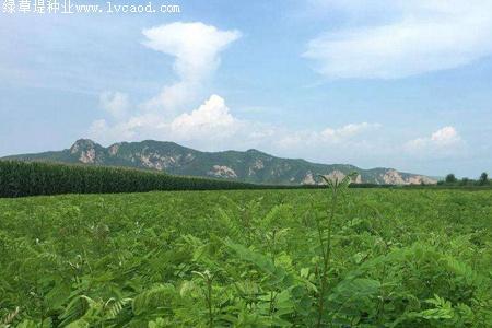 紫穗槐有刺吗
