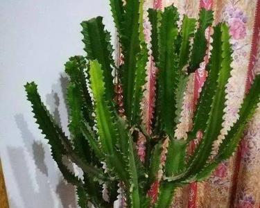 龙骨花结果的寓意