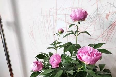 芍药秋天发芽怎么办