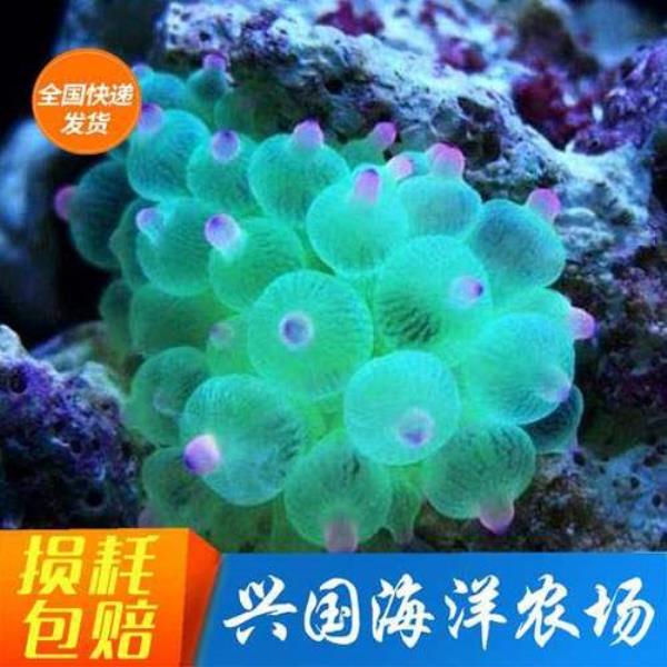绿奶嘴海葵有毒吗