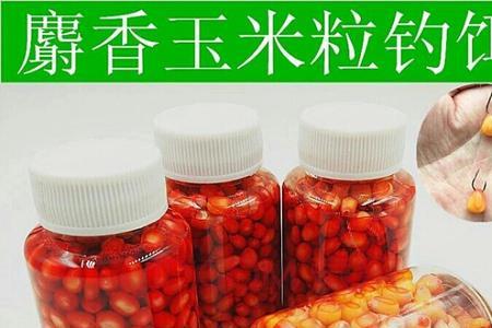 野钓鳊鱼用玉米多久提一次竿
