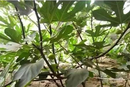 无花果树前3年剪枝方法
