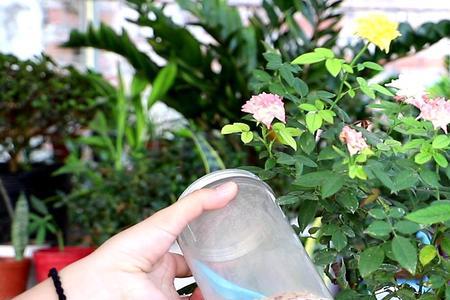 室内月季花几月份搬到室外去