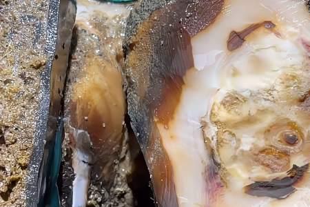 牛蹄角质层有没有痛觉