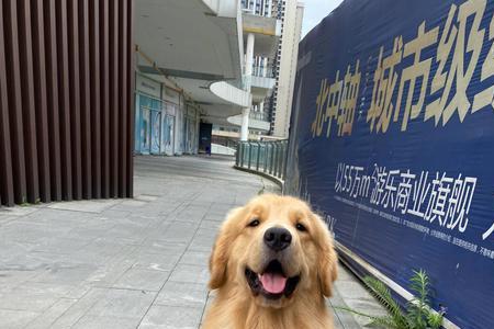 小金毛颜色变化