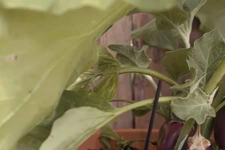 7月茄子还可以嫁接吗