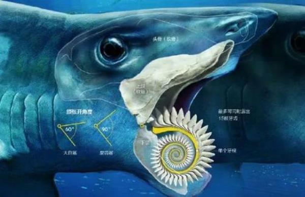 科学家,研究鲨鱼发明了什么