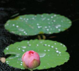 雨落在荷叶上，像什么