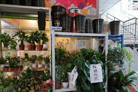 八一路花鸟市场现在开门没有
