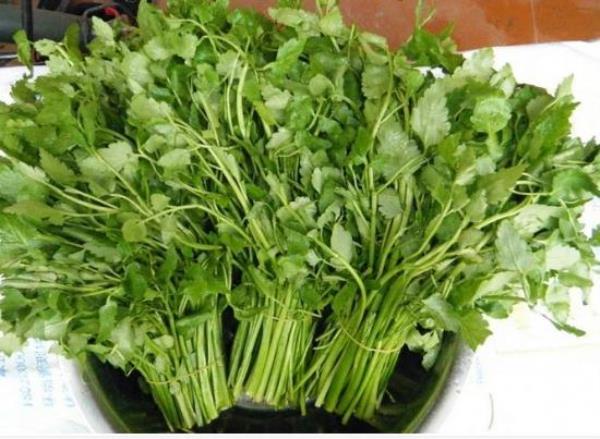 水芹菜可以岸种吗