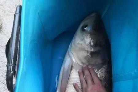 白鲢浮头钓多深
