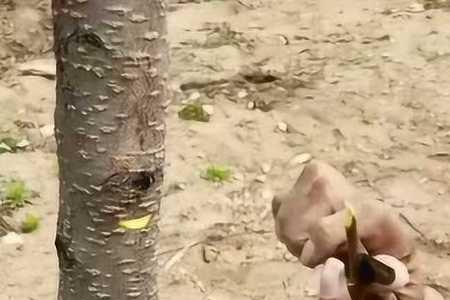桃树嫁接多少天发芽