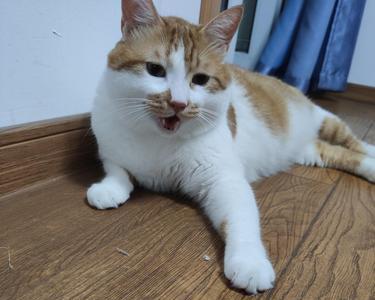 大猫不开口怎么办